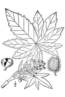 Ricinus communis L.