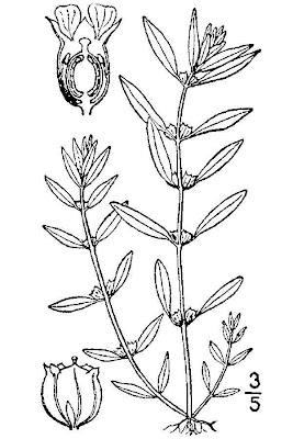 Lowland toothcup