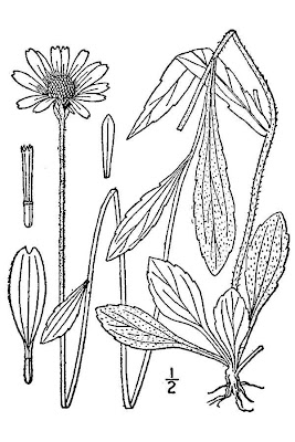 Deam's coneflower Deam's coneflower