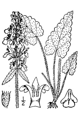 Stachys officinalis (L.) Trevisan