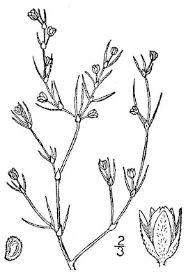 Salt sandspurry