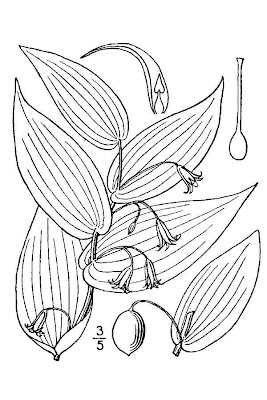Claspleaf twistedstalk Claspleaf twistedstalk