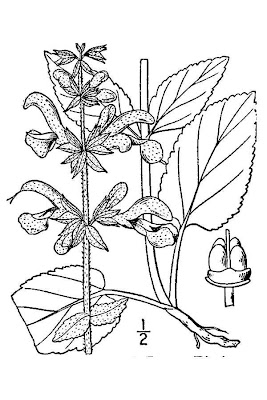 Salvia pratensis L.