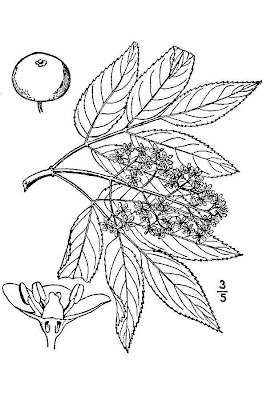 European red elder