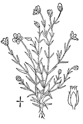 Sagina delle Alpi