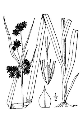 Dark-green bulrush