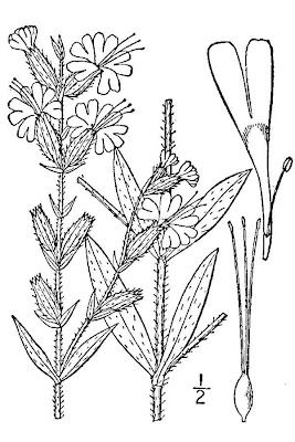 Dichotoma silene Dichotoma silene