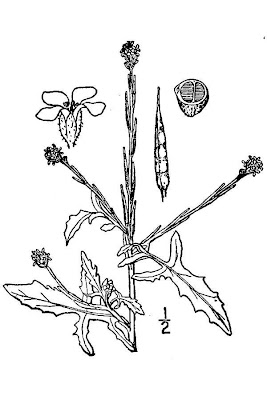Hedgemustard Hedgemustard