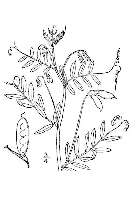 Ervilhaca