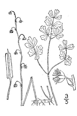 Thalictrum alpinum L.