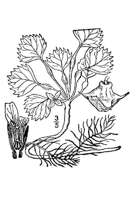 Caltrop