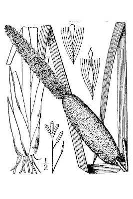 Cattail (common) Cattail (common)