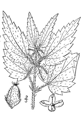 California nettle California nettle