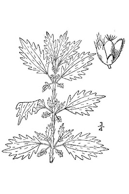 Burning nettle
