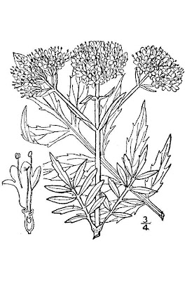 Valeriana officinalis,
common valerian,
garden heliotrope,
garden valerian,
garden-heliotrope,
valerian
