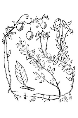 Vaccinium oxycoccos,
cranberry,
European cranberry,
Mirtillo palustre,
Moosbeere,
mossberry,
small cranberry,
tsuru-kokemomo,
Wild Cranberry