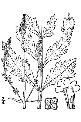 Common verbena Common verbena