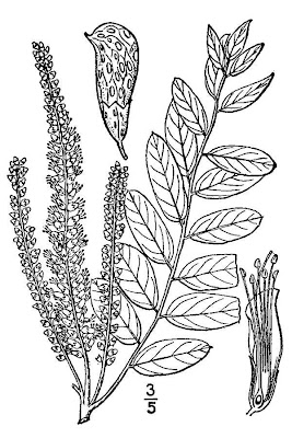 False indigo-bush