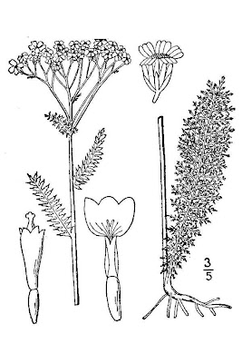 Giant yarrow
