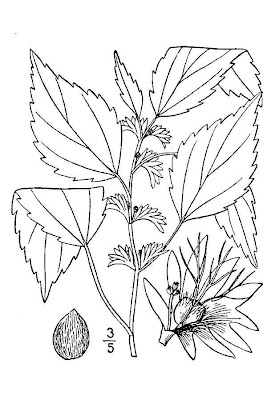Acalypha virginica L.