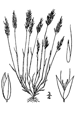 Early hair grass