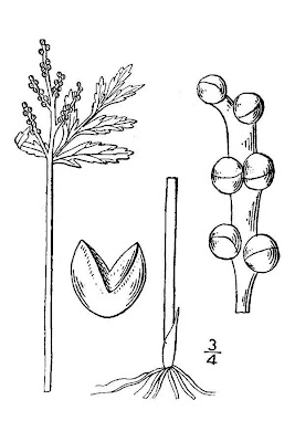 Botrychium lanceolatum,
Botrichio,
lance-leaf moonwort,
lanceleaf grapefern,
Lanceolate Moonwort