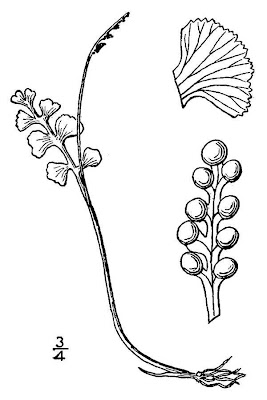 Botrychium lunaria,
Botrichio,
common moonwort,
moonwort,
Moonwort Fern,
moonwort grapefern
