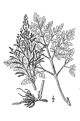 Broadleaf grapefern Broadleaf grapefern