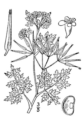 Cerafolio Cerafolio
