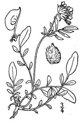 Common kidney-vetch Common kidney-vetch