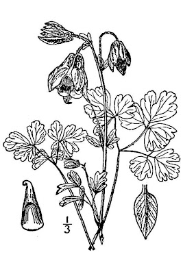Aquilegia vulgaris L.