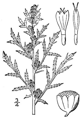 Artemisia biennis Willd.