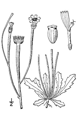 Arnoseris minima (L.) Schweigg. & K&ouml;rte