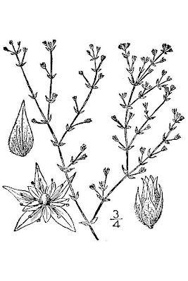 Arenaria serpillifolia Arenaria serpillifolia