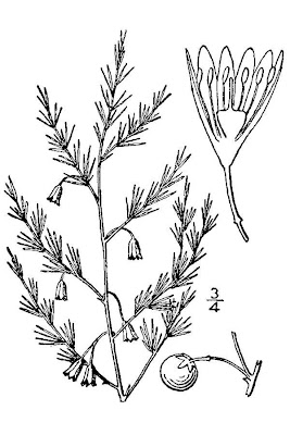 Asparagus,
asparagus Asparagus,
asparagus