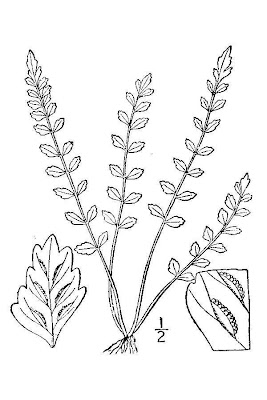 Asplenium trichomanes-ramosum,
Asplenio verde,
brightgreen spleenwort,
green spleenwort