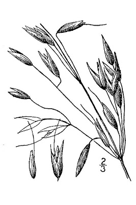 Avena sativa,
aveia,
aveia-amarela,
avena,
Avena comune,
avena común,
avena roja,
avoine byzantine,
avoine cultivée,
Biada,
common oat,
Common oats,
Hafer,
ma-karasu-mugi,
Mittelmeerhafer,
oat,
oatgrass (common) Avena sativa,
aveia,
aveia-amarela,
avena,
Avena comune,
avena común,
avena roja,
avoine byzantine,
avoine cultivée,
Biada,
common oat,
Common oats,
Hafer,
ma-karasu-mugi,
Mittelmeerhafer,
oat,
oatgrass (common)