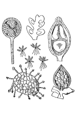 Azolla caroliniana,
Carolina mosquitofern,
fairy-moss,
Lesser Water Fern,
mosquito-plant