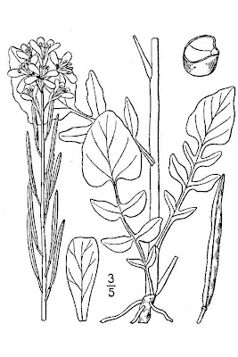 Erva-de-Santa-B�rbara