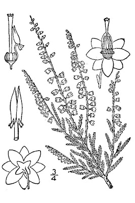 Calluna vulgaris,
biercol,
Brentoli,
Brughiera,
Brugo,
Grecchia,
heather,
ling,
red-heath,
Scotch heather,
Scots heather,
Sorcelli Calluna vulgaris,
biercol,
Brentoli,
Brughiera,
Brugo,
Grecchia,
heather,
ling,
red-heath,
Scotch heather,
Scots heather,
Sorcelli