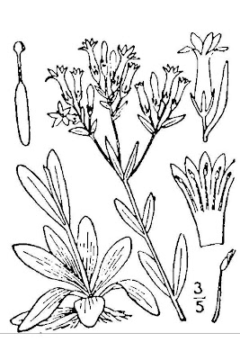Common centaury Common centaury