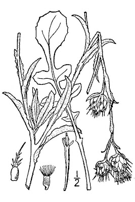 Centaurea melitensis L.