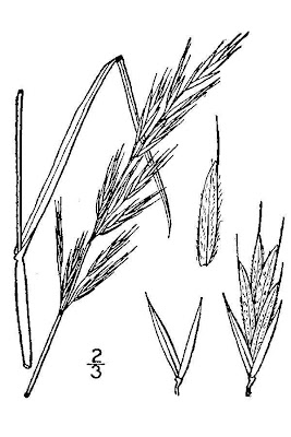 Forasacco delle capre
