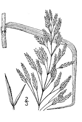 Forasacco spuntato