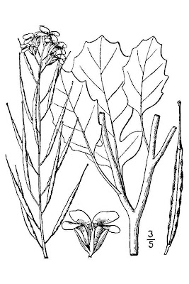 Oriental mustard