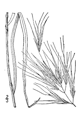 Brome de Madrid Brome de Madrid