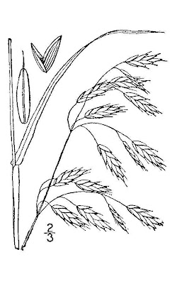 Bromegrass Bromegrass