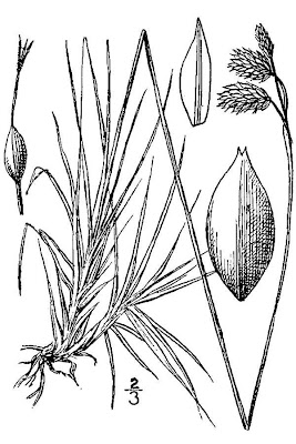 Darkbrown sedge