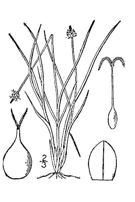 Carex capitata L.
