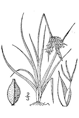Carex caryophyllea La Tourr.